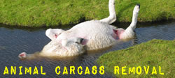 Animal Carcass Removal